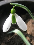 Galanthus-Tubby-Merlin